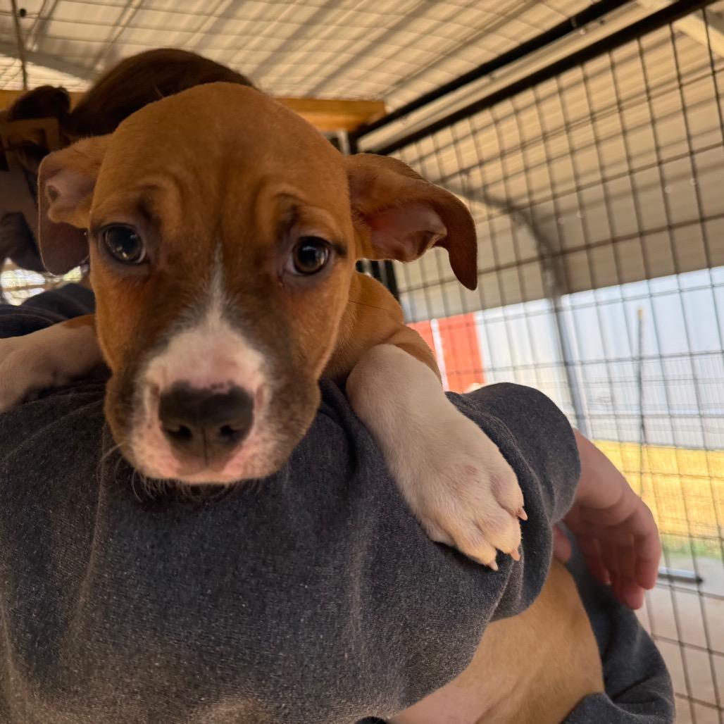 Enlarge Max, a Adoptable Mixed Breed in Hamilton, GA image 3/5