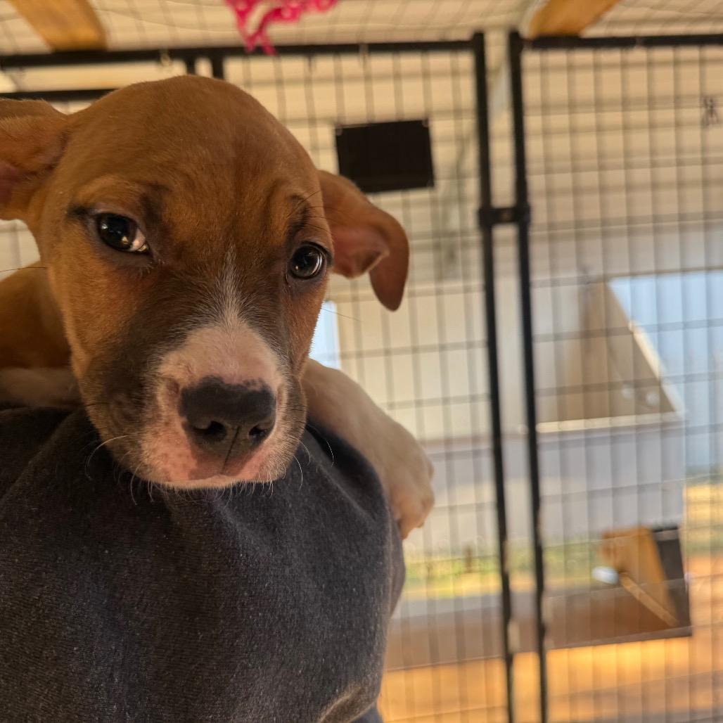 Enlarge Max, a Adoptable Mixed Breed in Hamilton, GA image 5/5