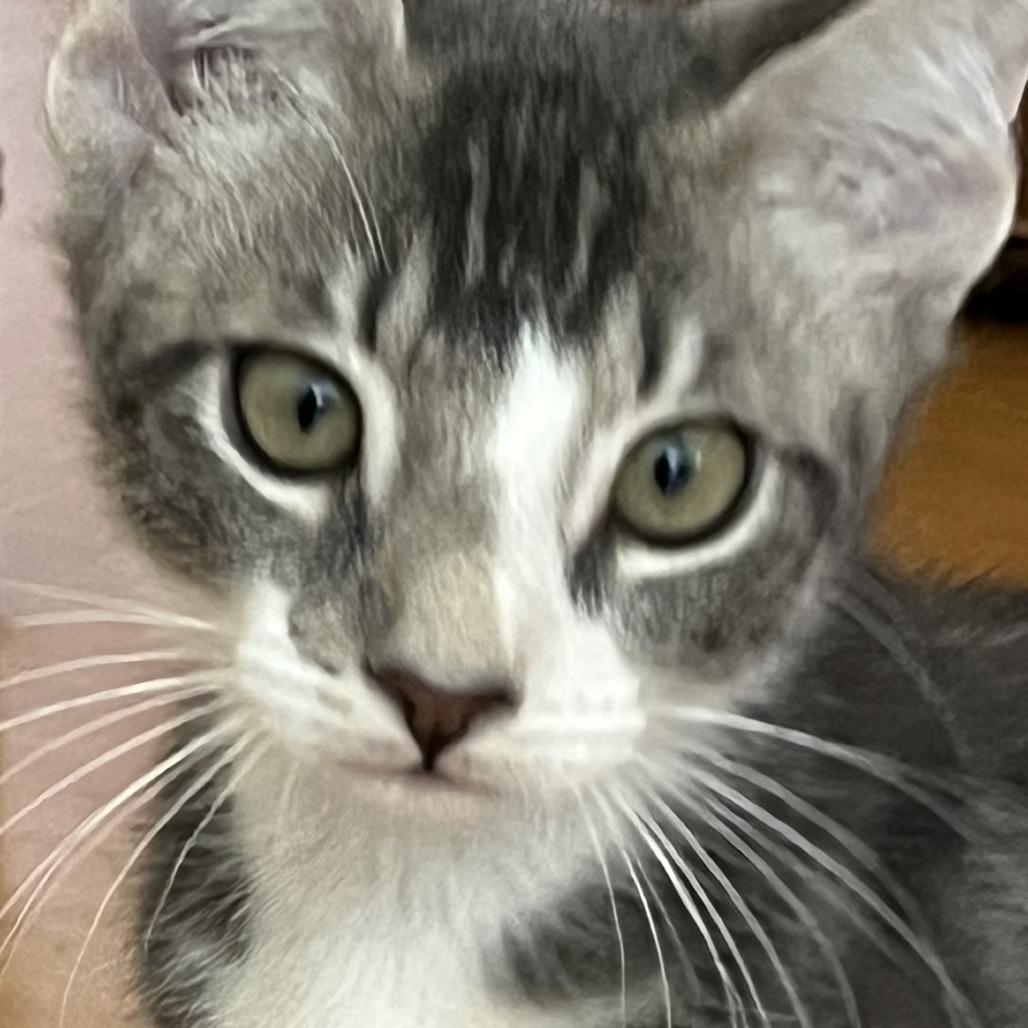 Blaze, a Adoptable Domestic Short Hair in Santa Rosa, CA image 2/4