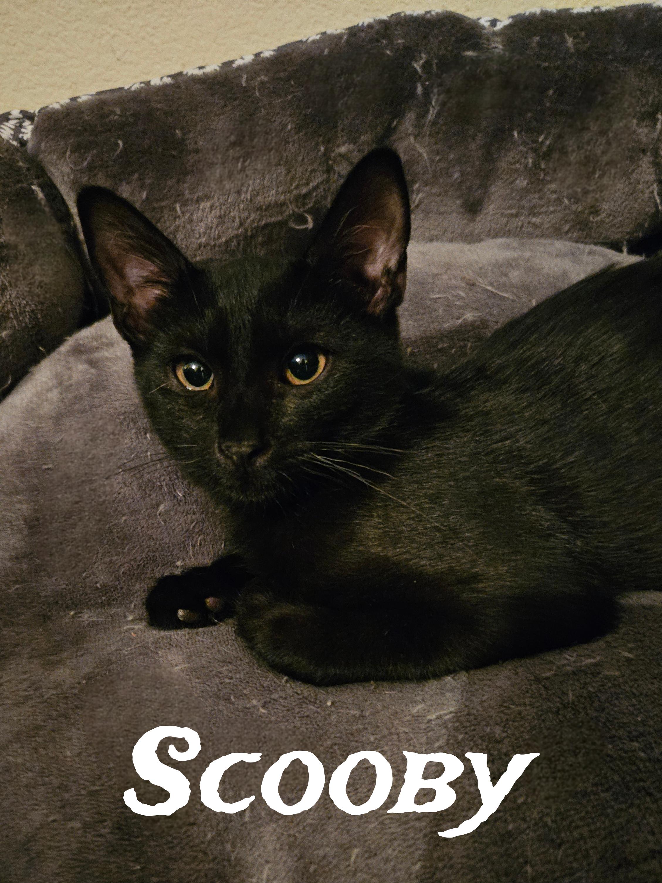 Enlarge Scooby, a Adoptable Domestic Short Hair in Gilbert, AZ image 1/1