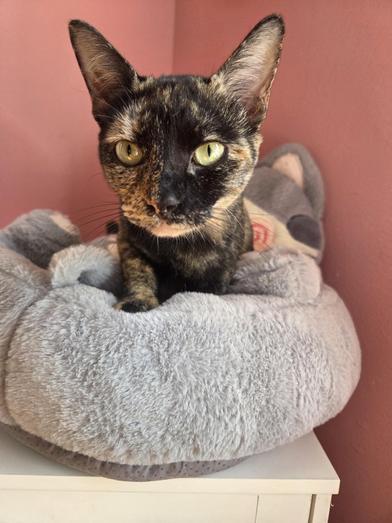 Enlarge Hestia, a Adoptable mixed breed in Liverpool, TX image 6/6