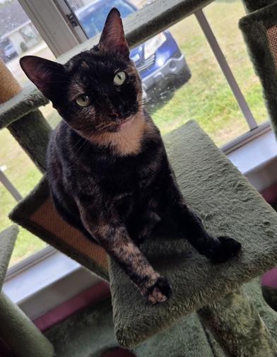 Enlarge Hestia, a Adoptable mixed breed in Liverpool, TX image 5/6