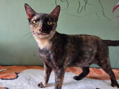 Enlarge Hestia, a Adoptable mixed breed in Liverpool, TX image 3/6