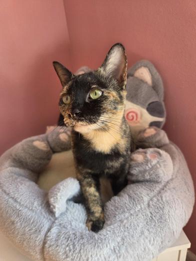 Enlarge Hestia, a Adoptable mixed breed in Liverpool, TX image 1/6