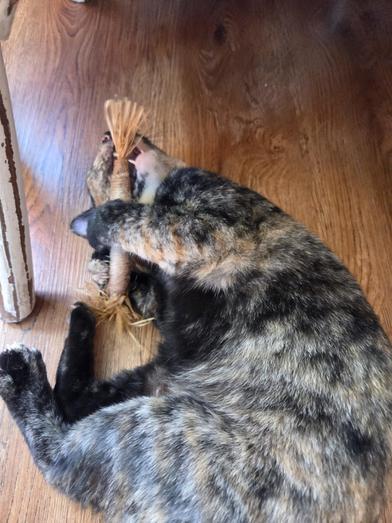 Enlarge Hestia, a Adoptable mixed breed in Liverpool, TX image 4/6