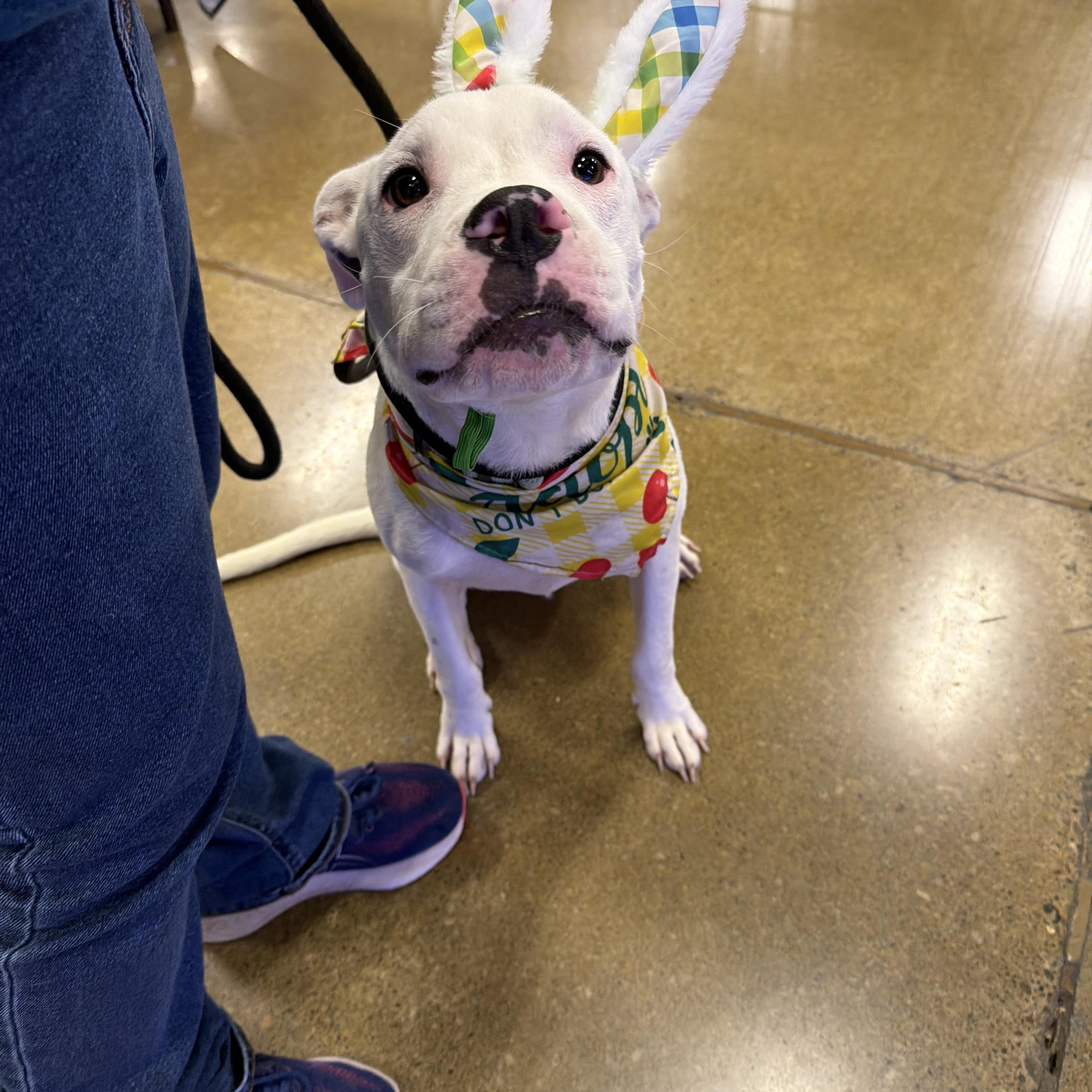 Oscar, an adopted mixed breed in Eugene, OR image 2/6