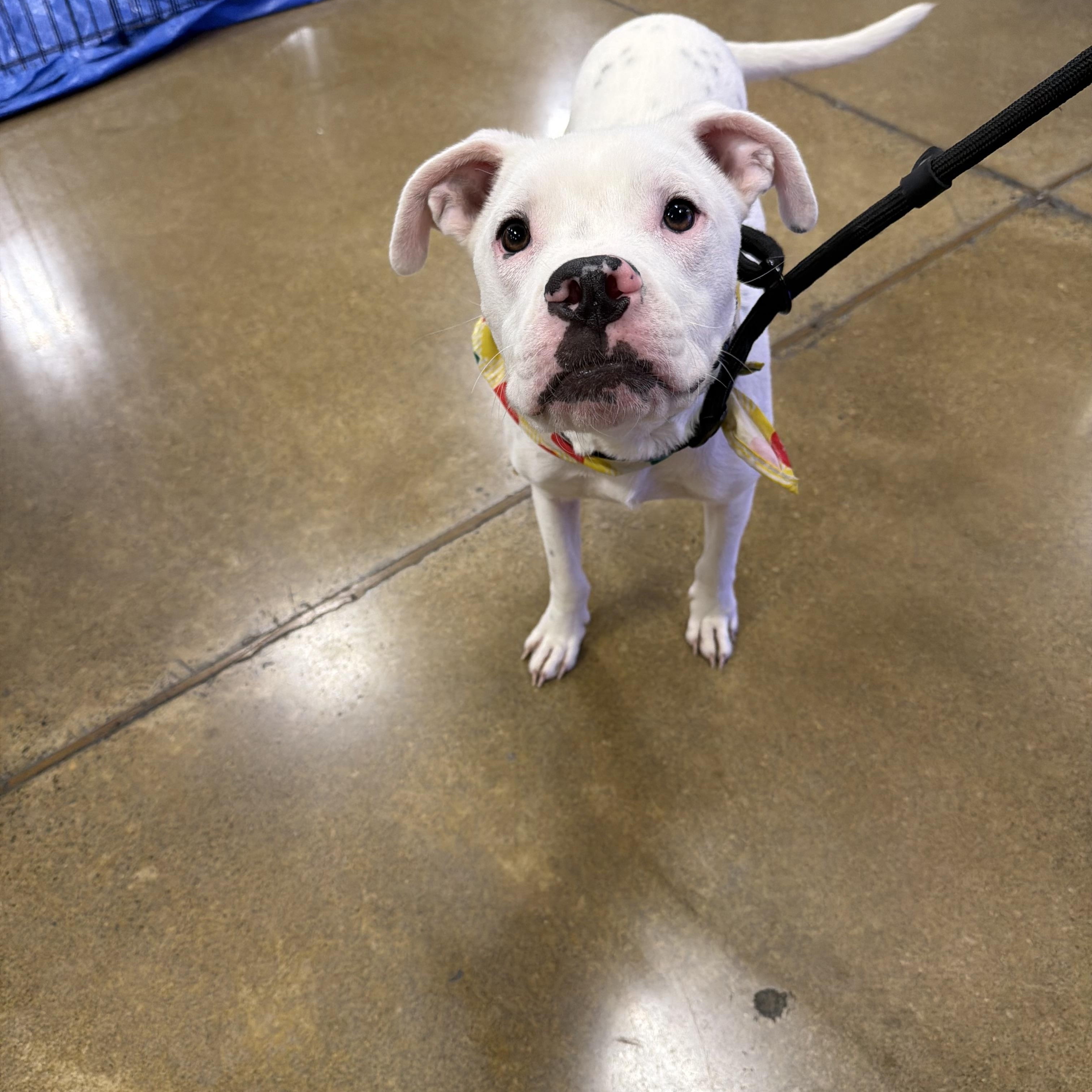 Oscar, an adopted mixed breed in Eugene, OR image 1/6