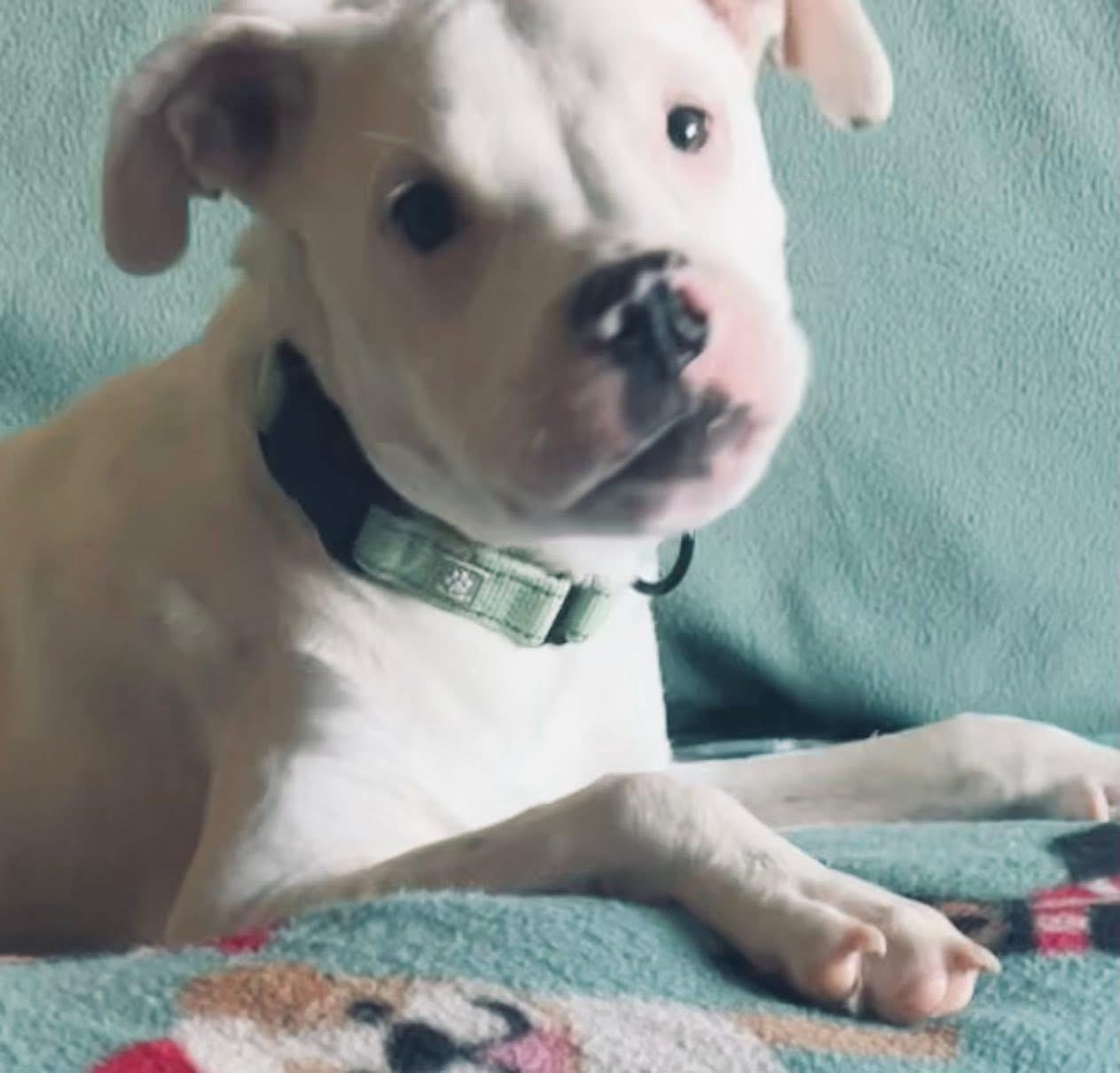 Oscar, a ADOPTABLE mixed breed in Eugene, OR image 2/3