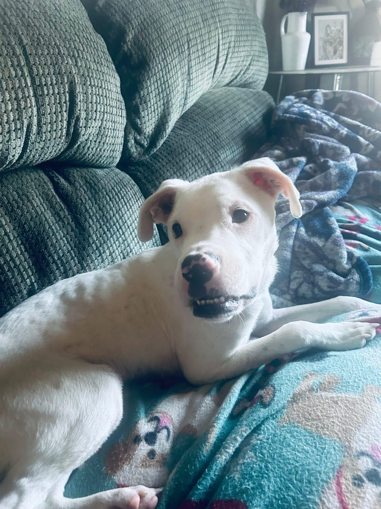 Oscar, a ADOPTABLE mixed breed in Eugene, OR image 3/3