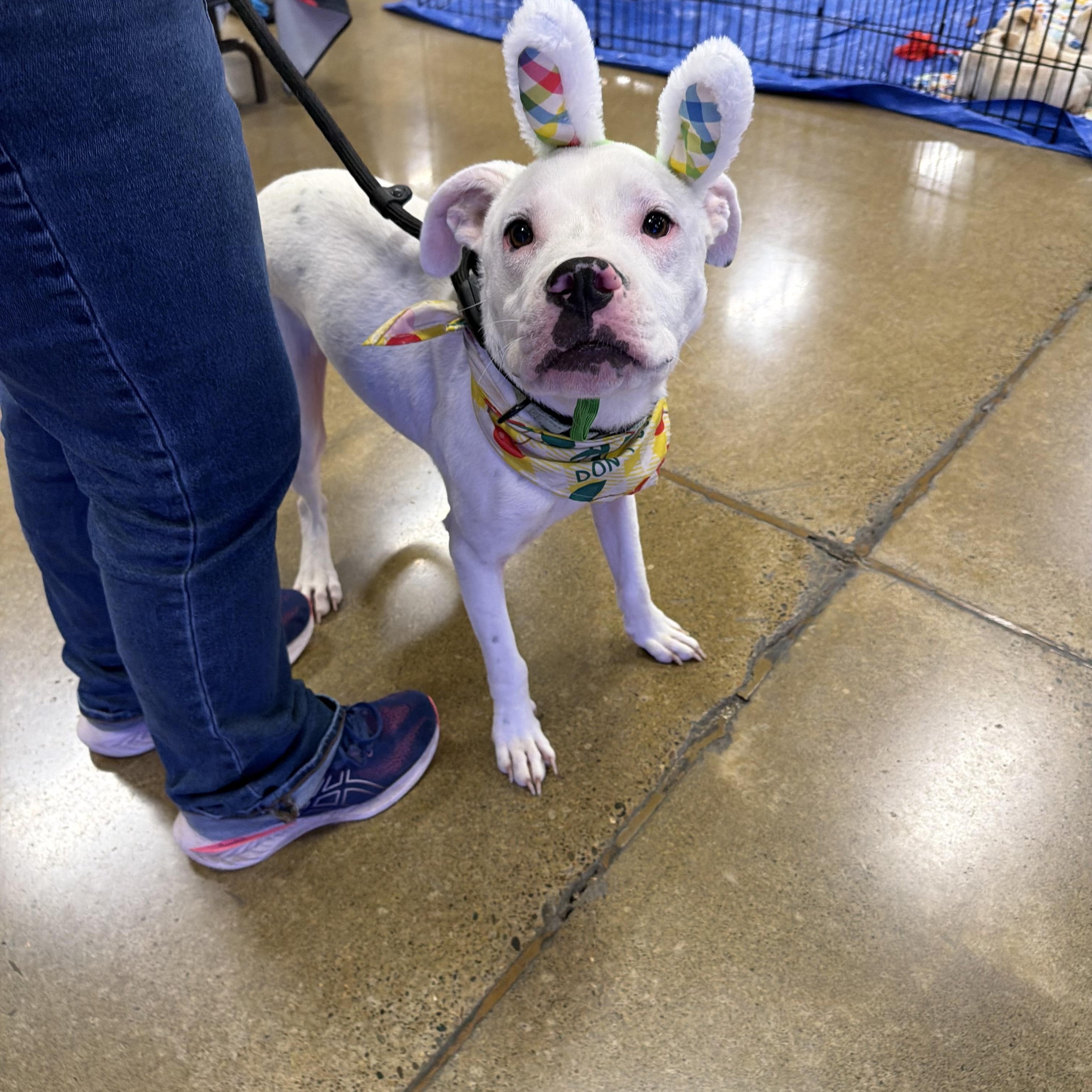 Oscar, an adopted mixed breed in Eugene, OR image 6/6