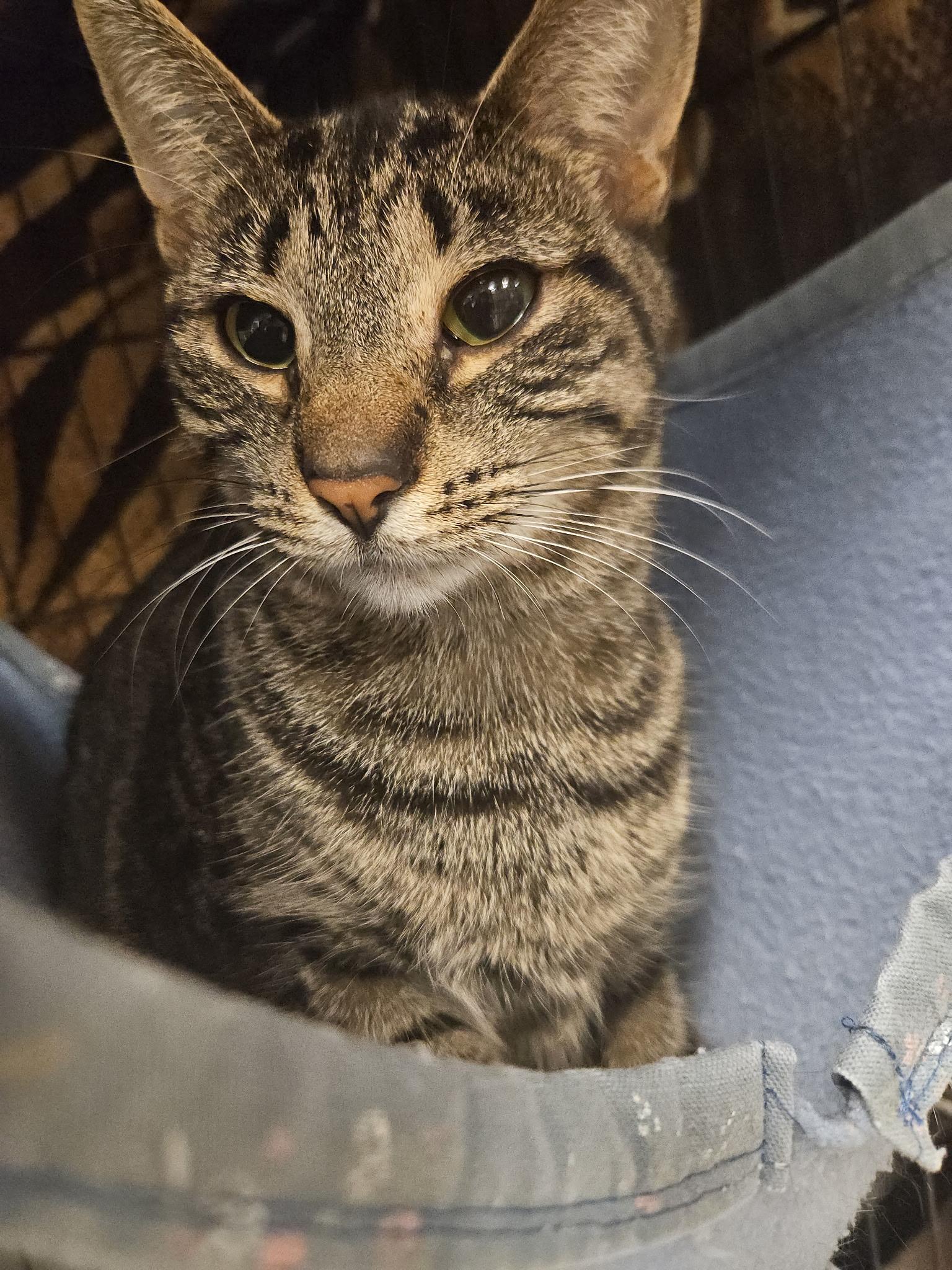 Montana (bonded w/ Monroe), Adoptable, Adult Male Domestic Short Hair.