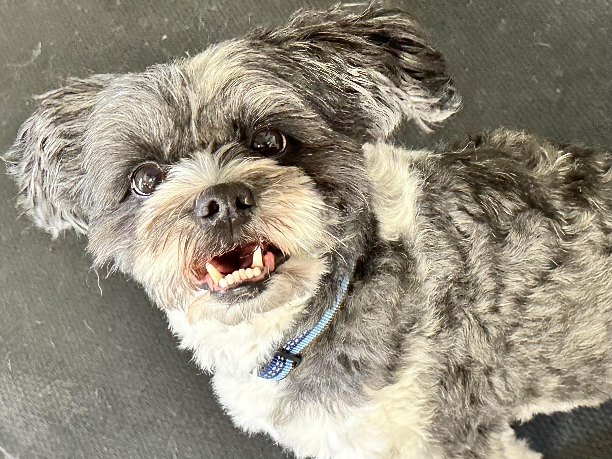 Teddy, a ADOPTABLE mixed breed in Racine, WI image 5/6