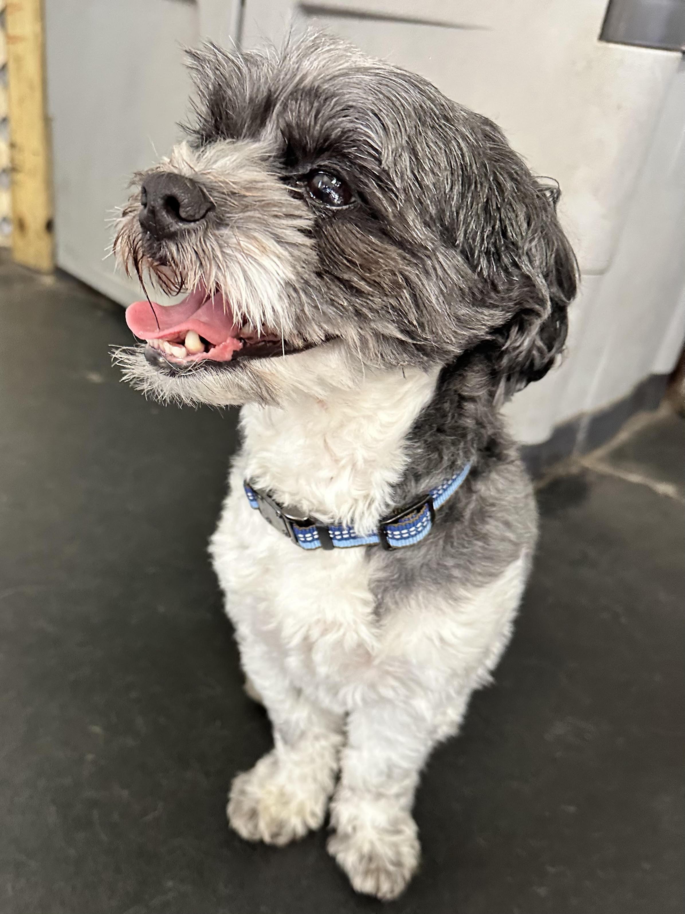 Teddy, a ADOPTABLE mixed breed in Racine, WI image 3/6