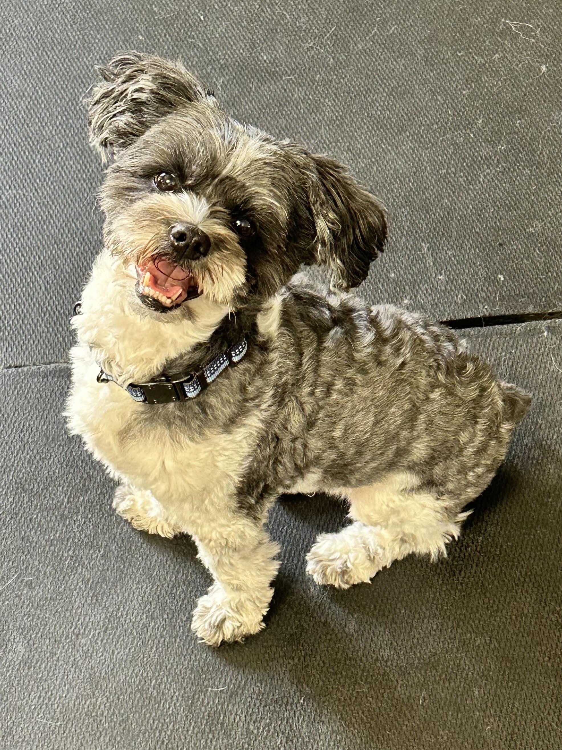Teddy, a ADOPTABLE mixed breed in Racine, WI image 6/6