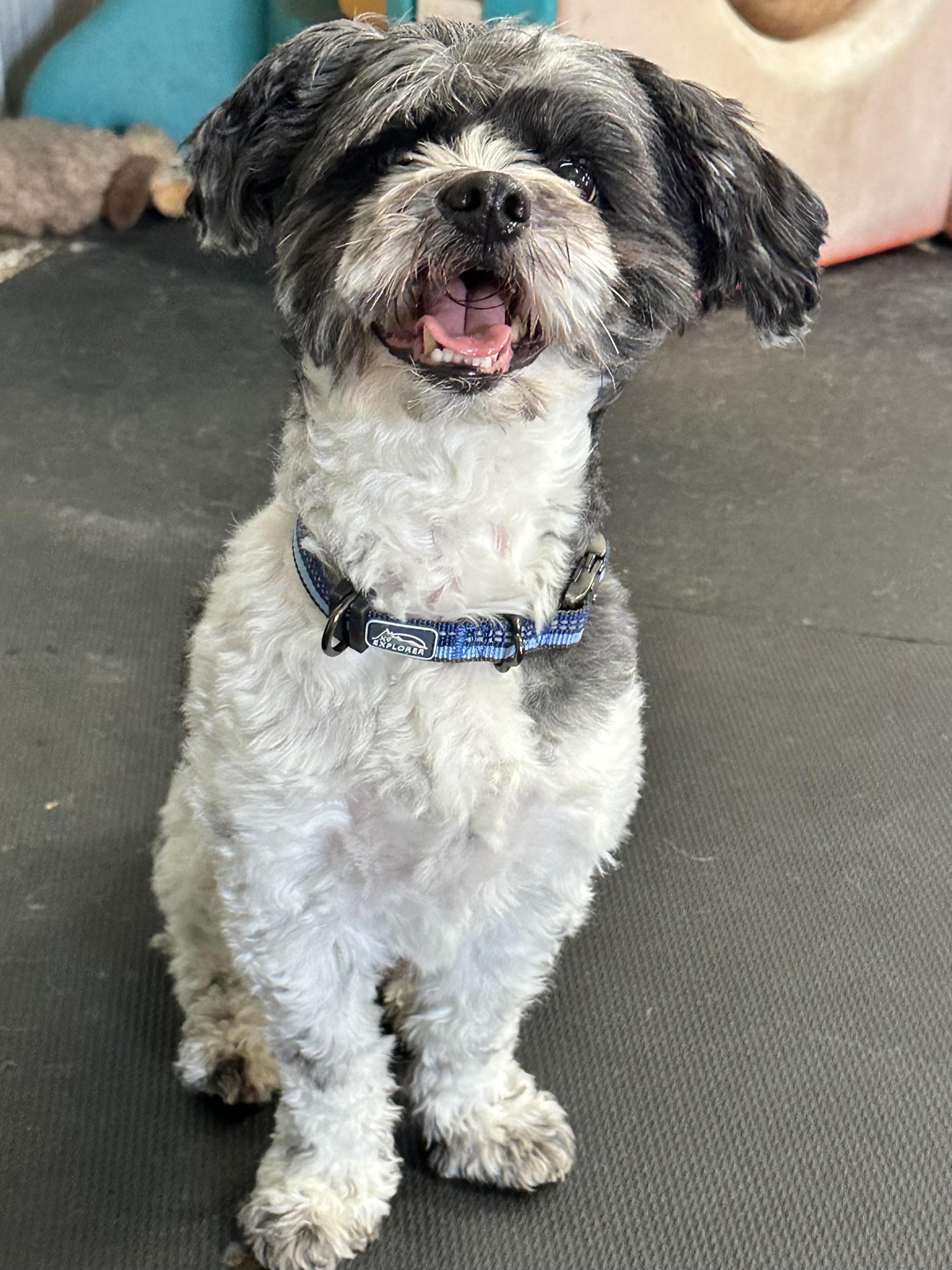 Teddy, a ADOPTABLE mixed breed in Racine, WI image 2/6