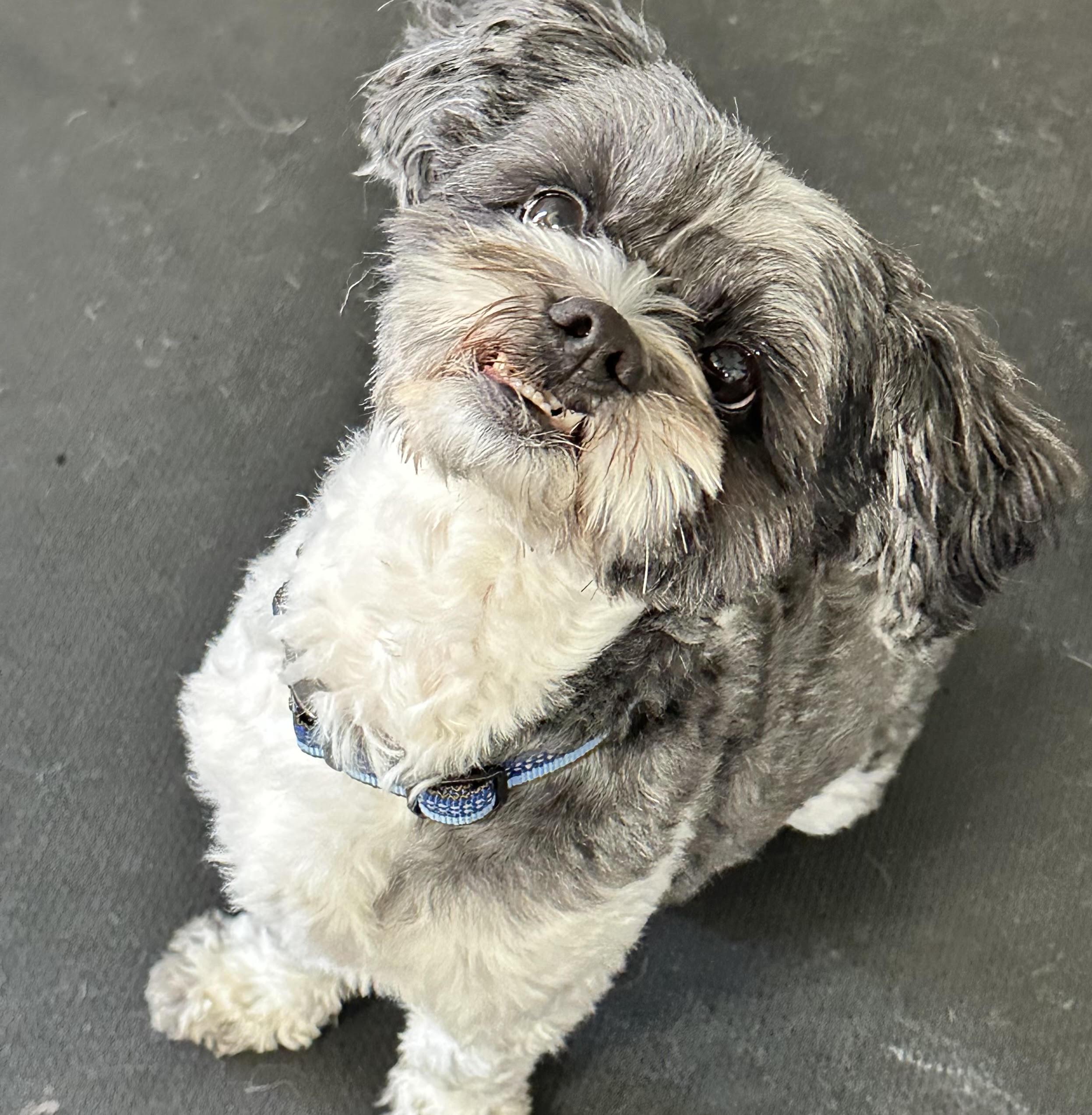 Teddy, ADOPTABLE, Adult Male Shih Tzu.