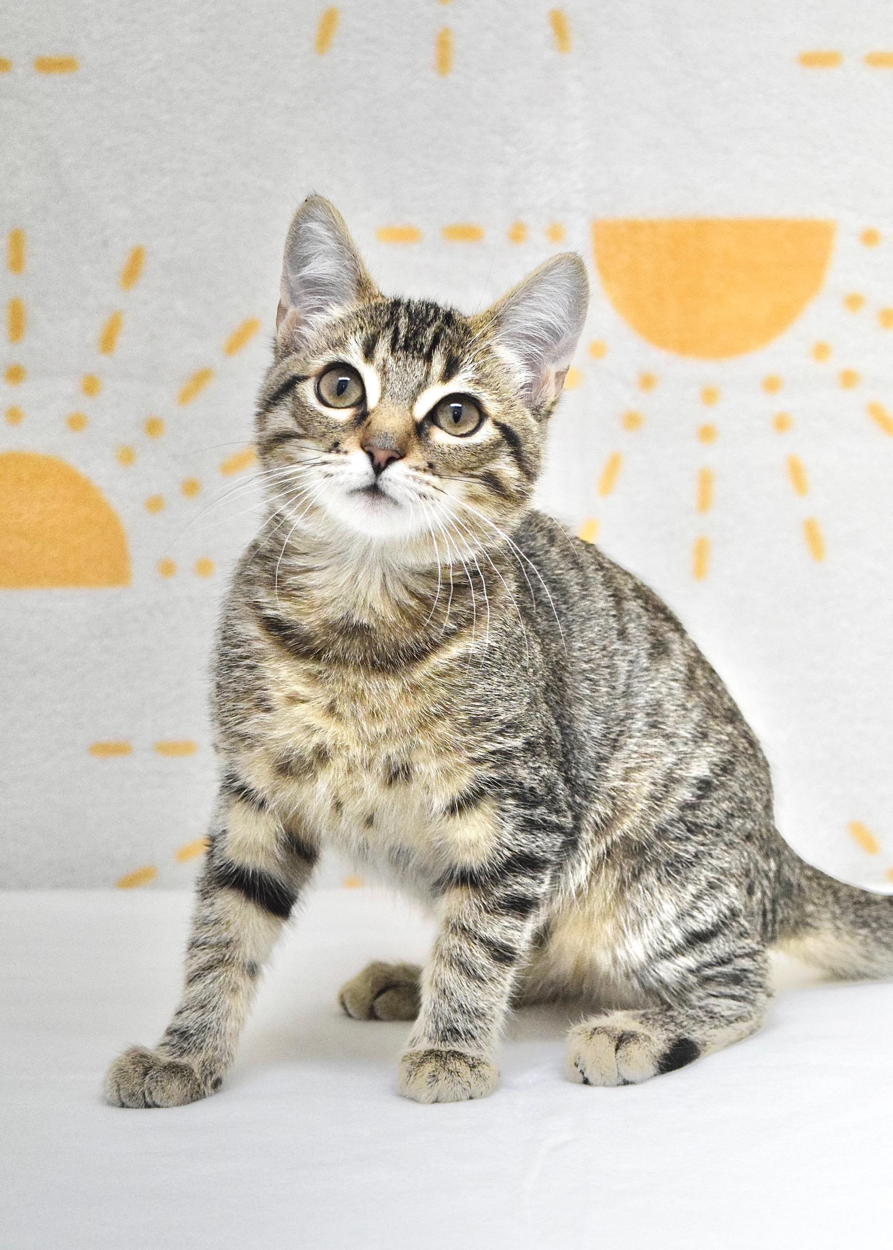 Enlarge London, a ADOPTABLE Domestic Short Hair in Dublin, CA image 2/3
