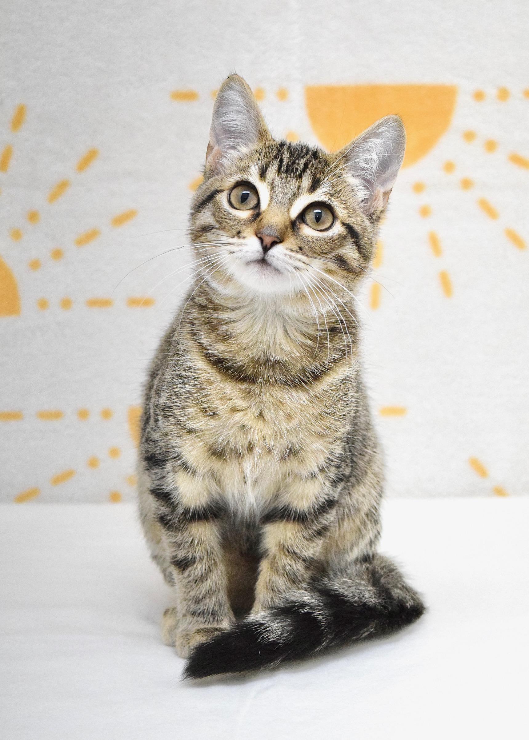 Enlarge London, a ADOPTABLE Domestic Short Hair in Dublin, CA image 3/3