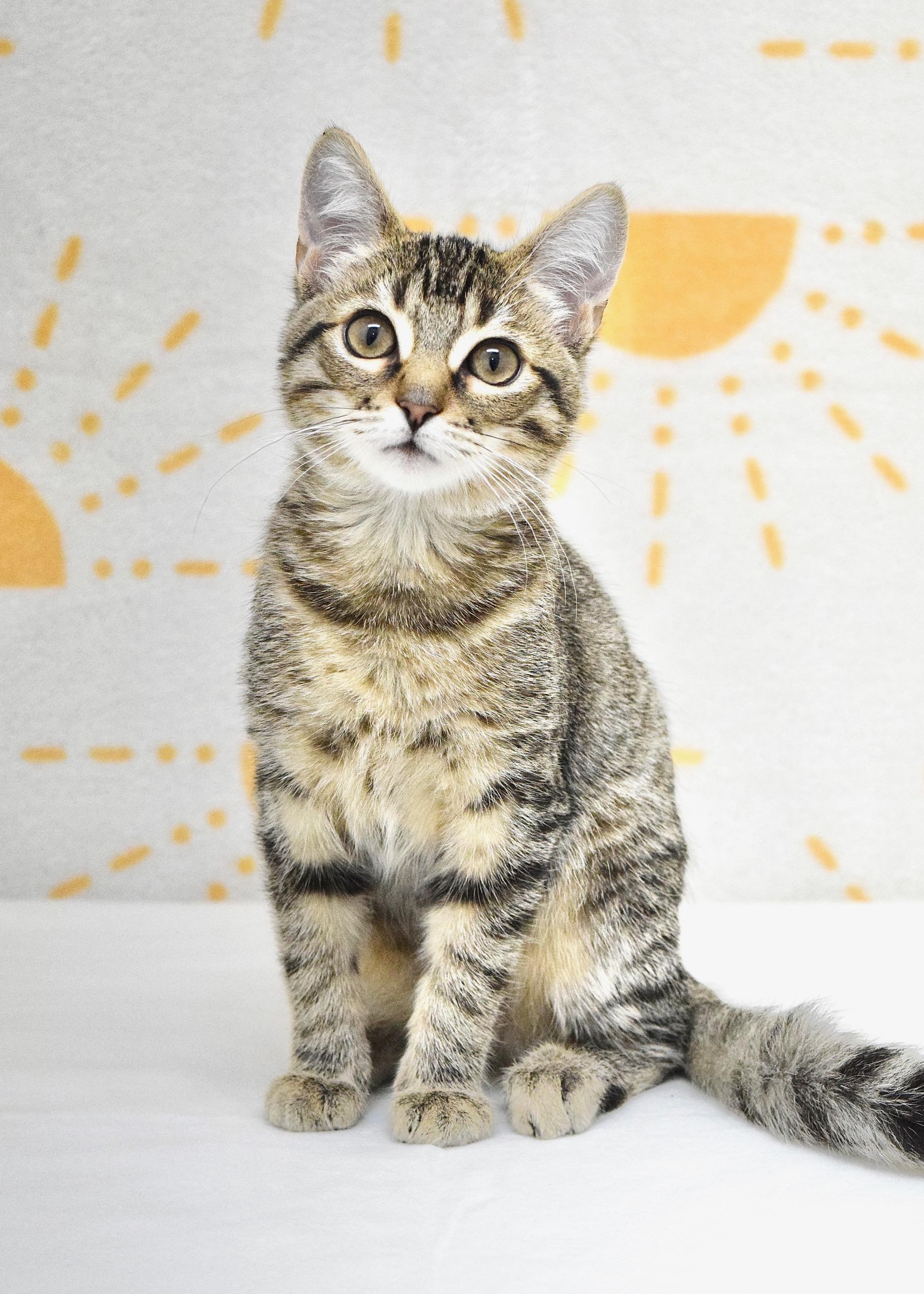 London, ADOPTABLE, Kitten Female Domestic Short Hair.