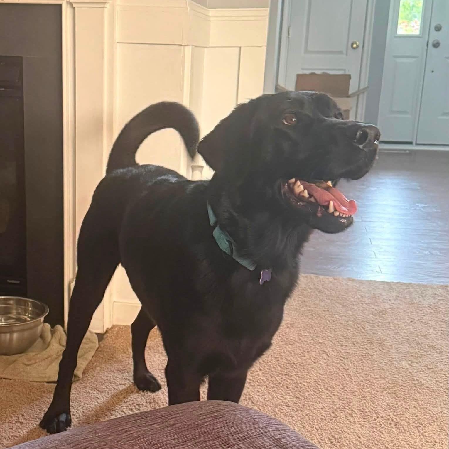 Zero, an adopted mixed breed in Elkton, MD image 2/2