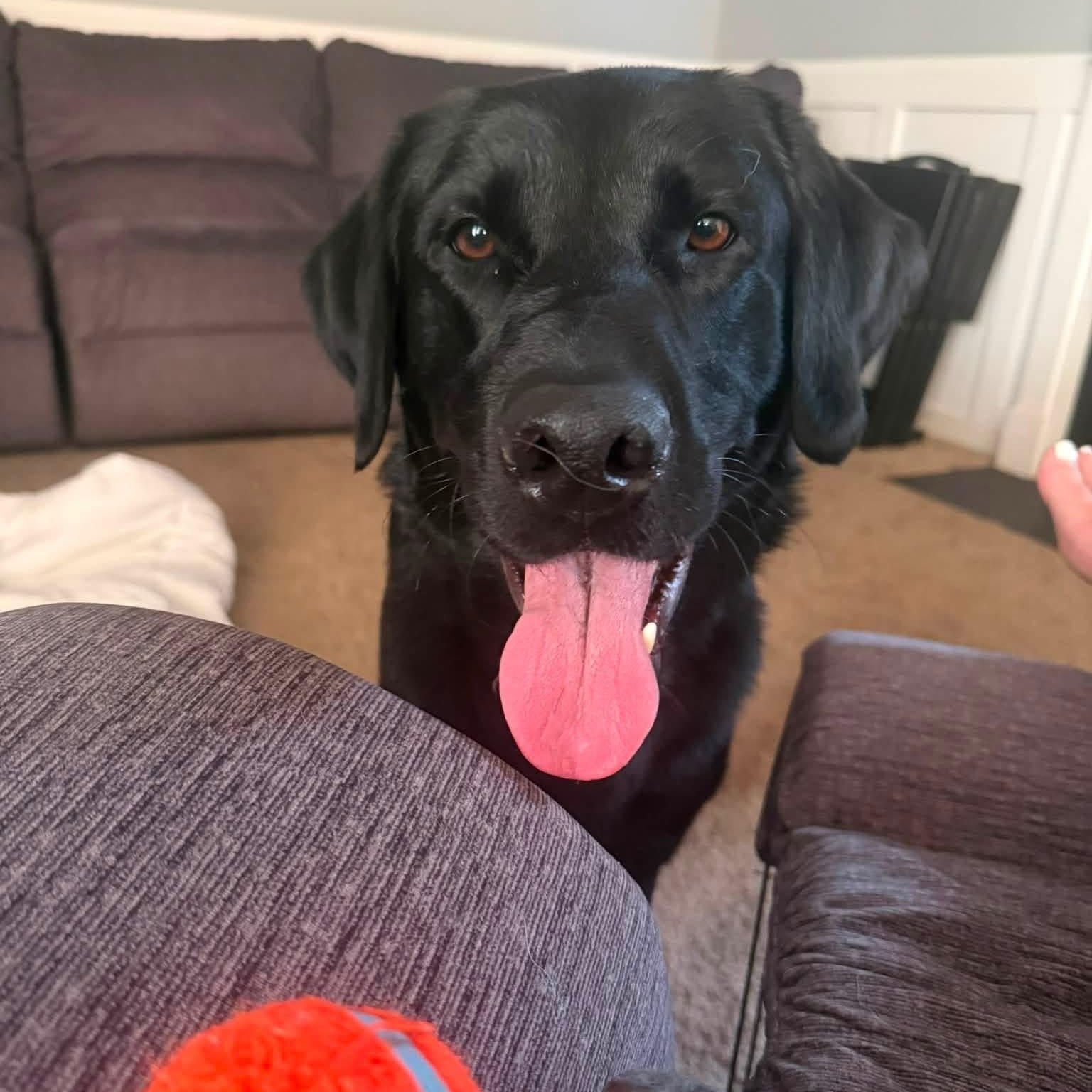 Zero, adopted, Adult Male Labrador Retriever.