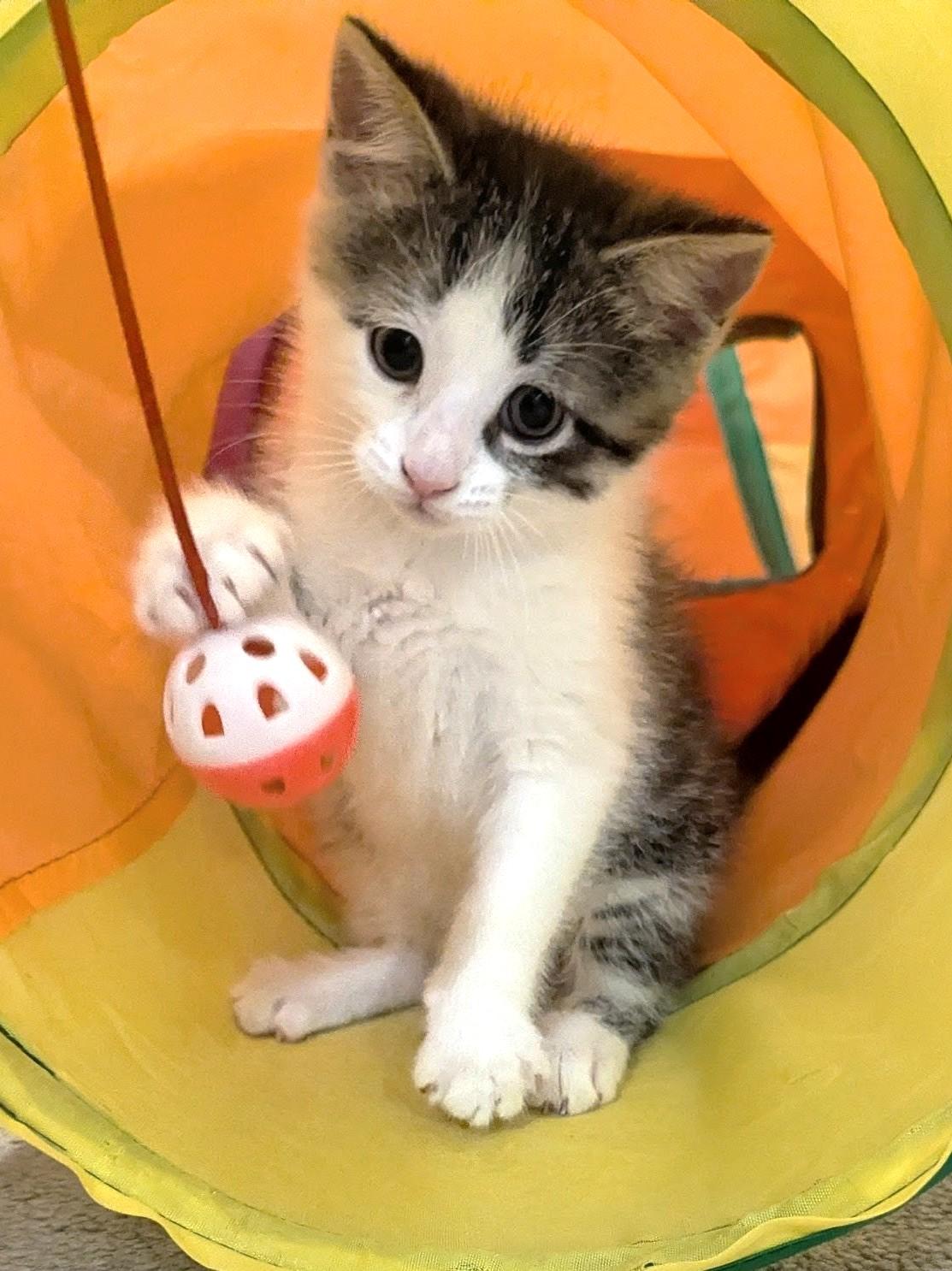 Cupid - Valentine Day Kitten, ADOPTABLE, Kitten Male Tabby.