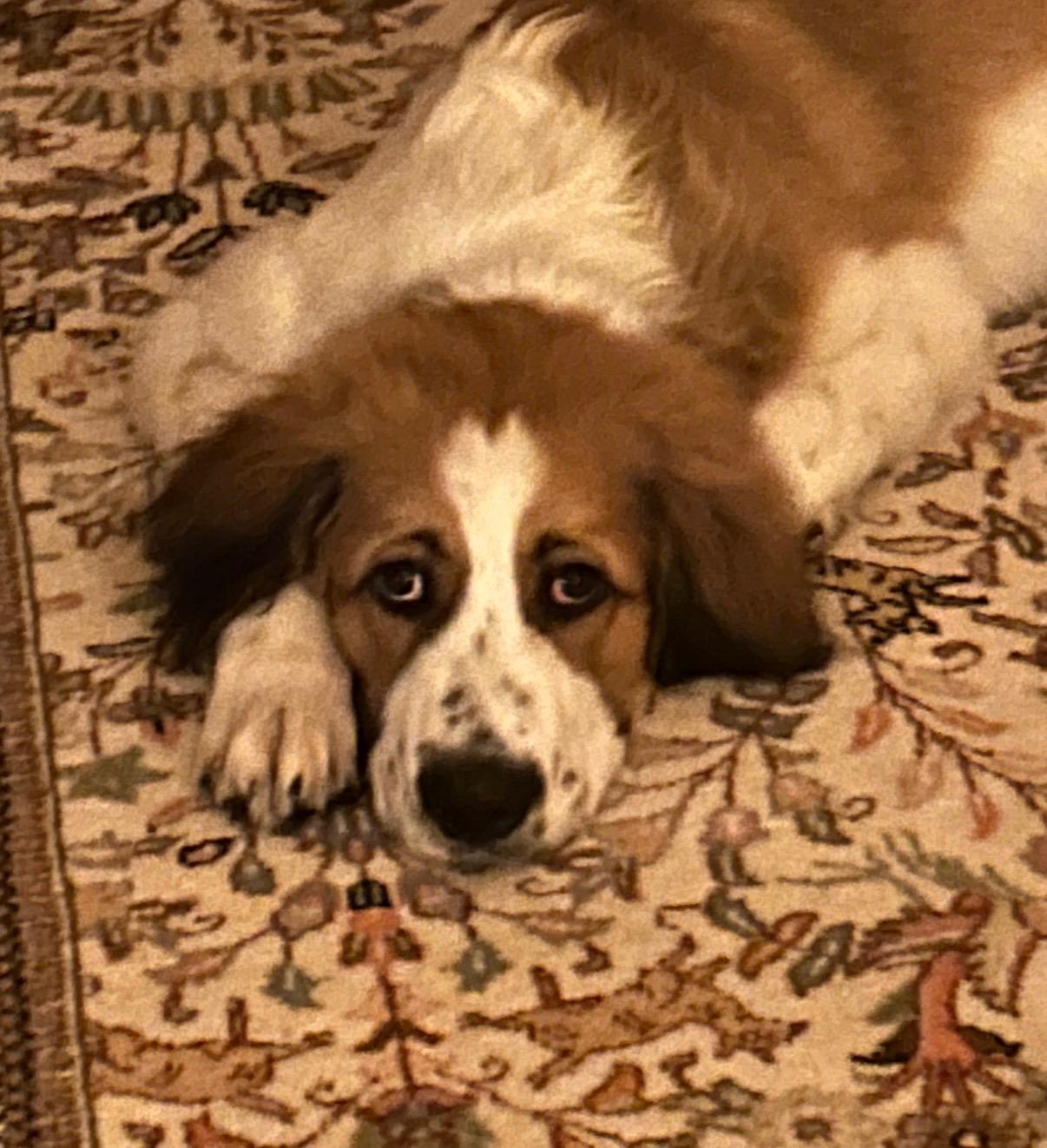 Rex, Adoptable, Young Male Saint Bernard & Great Pyrenees.