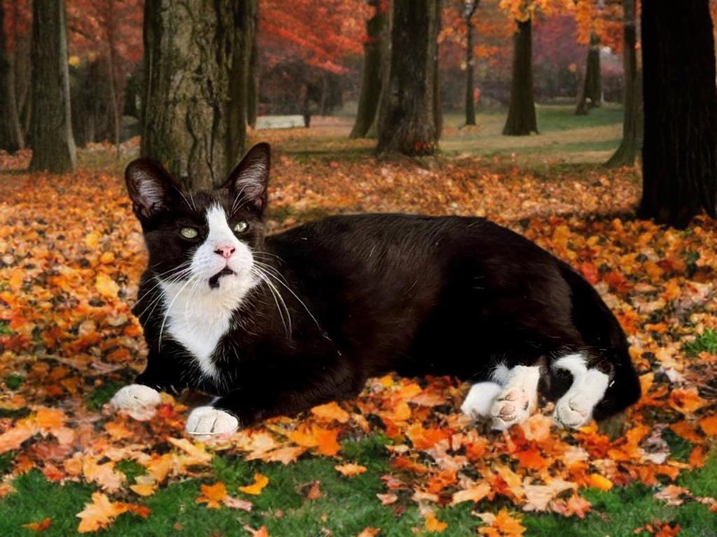 Jasper, a Adoptable Domestic Short Hair in Fresno, CA image 1/4