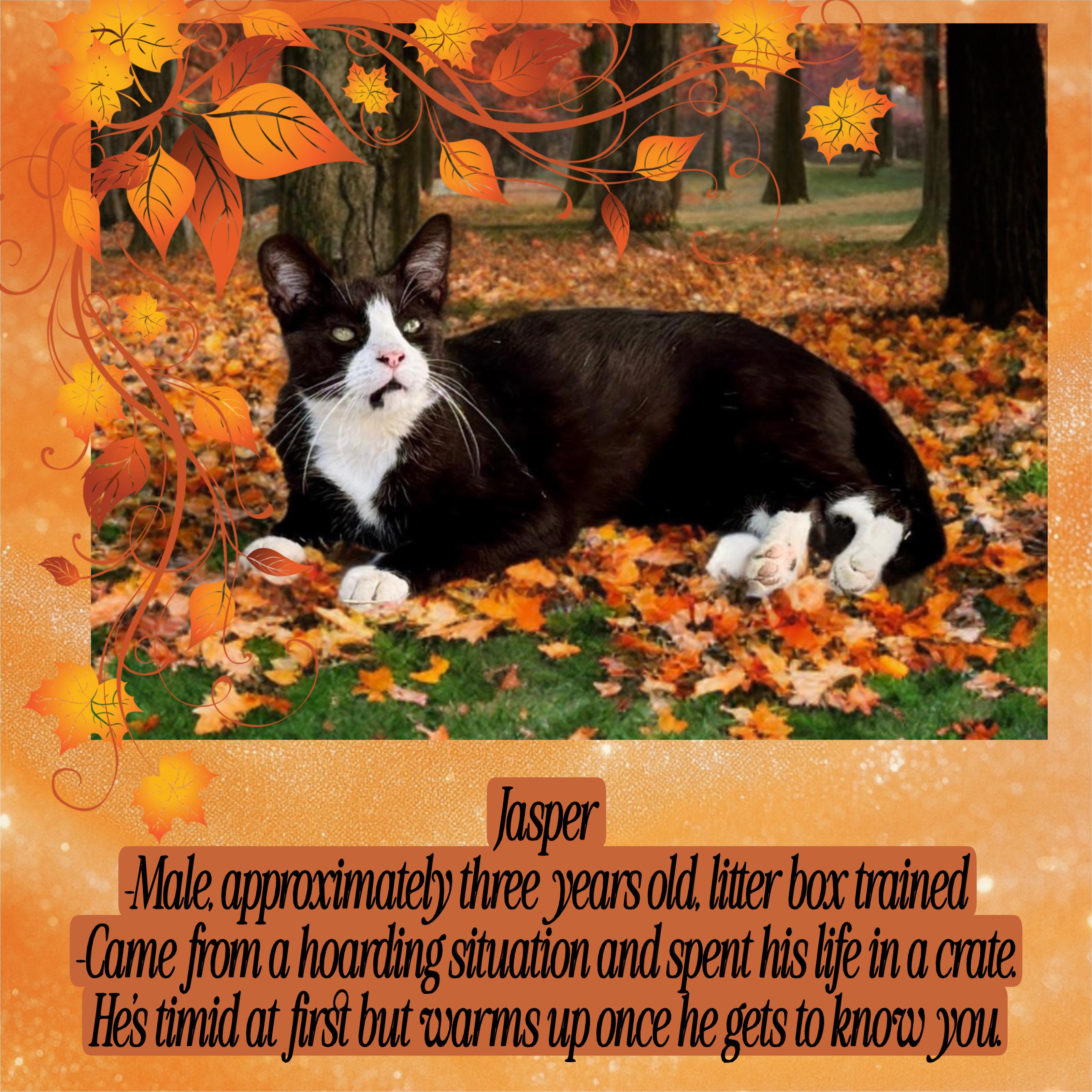 Jasper, a Adoptable Domestic Short Hair in Fresno, CA image 4/4