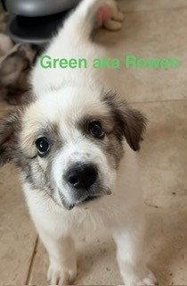 Enlarge Rowen, a Adoptable Great Pyrenees in Sims, NC image 4/4