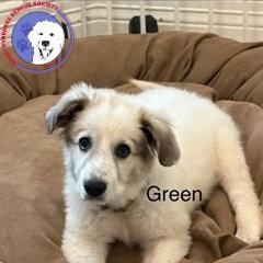 Enlarge Rowen, a Adoptable Great Pyrenees in Sims, NC image 1/4