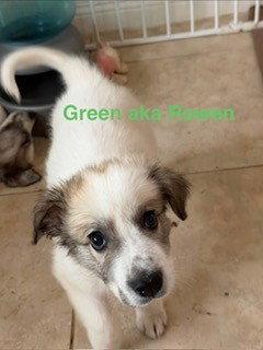 Enlarge Rowen, a Adoptable Great Pyrenees in Sims, NC image 2/4