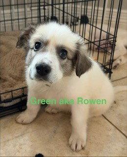 Enlarge Rowen, a Adoptable Great Pyrenees in Sims, NC image 3/4