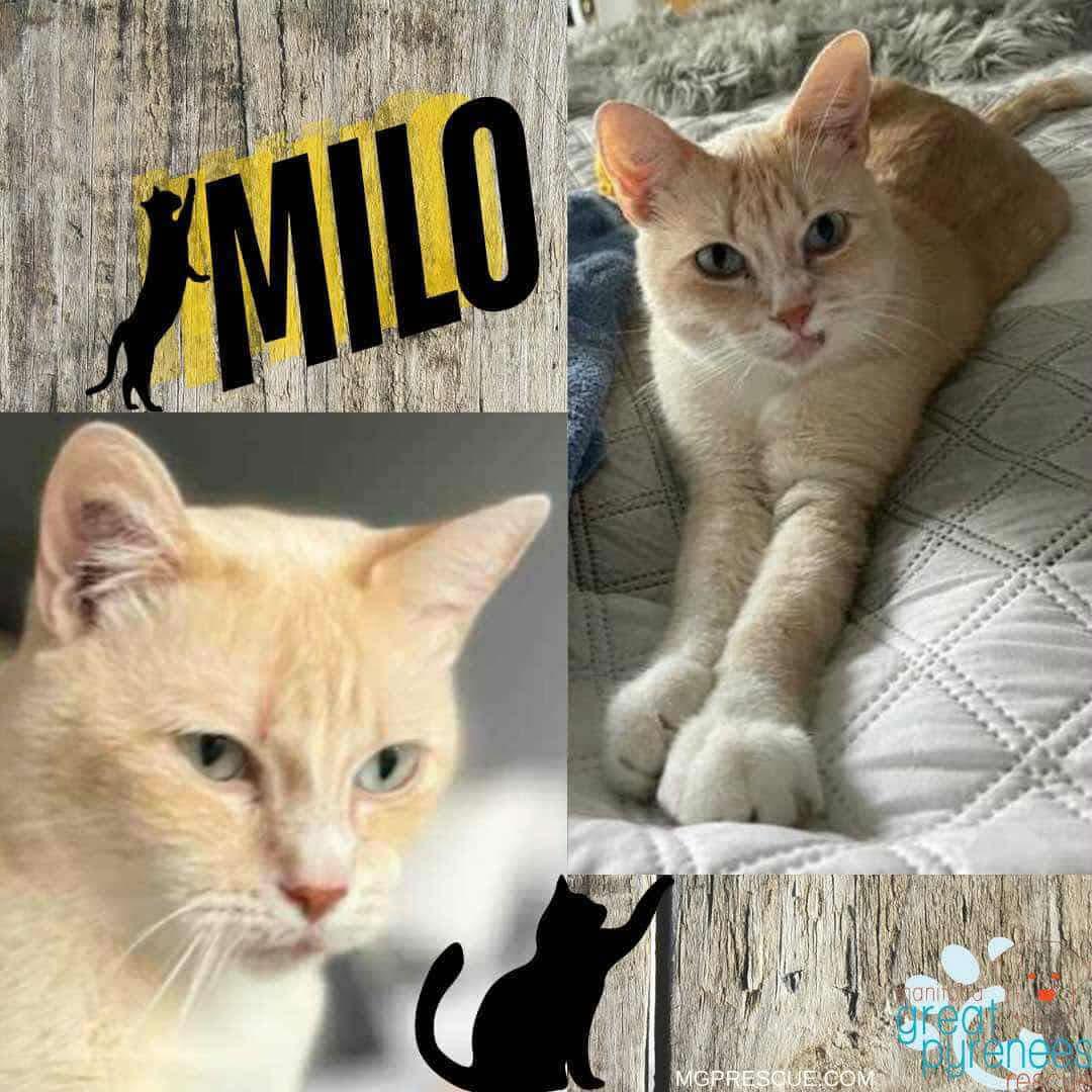 Milo, an adoptable Domestic Short Hair in New Bothwell, MB, R0A 1C0 | Photo Image 1
