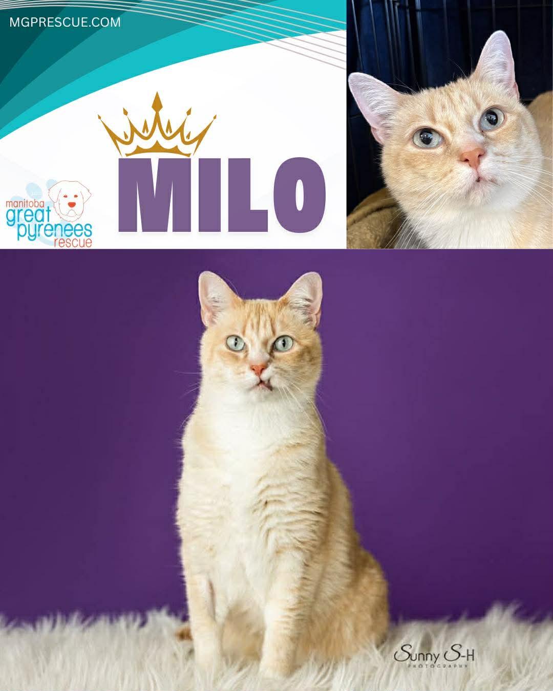 Enlarge Milo, a Adoptable Domestic Short Hair in New Bothwell, MB image 2/2
