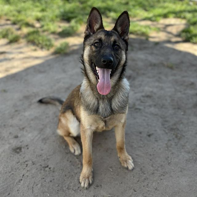 Enlarge DOLLY, a Adoptable German Shepherd Dog in Modesto, CA image 1/1
