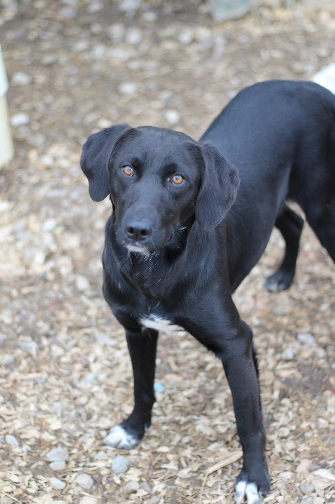 Enlarge Maxine, a ADOPTABLE Black Labrador Retriever in Calhoun, KY image 1/1