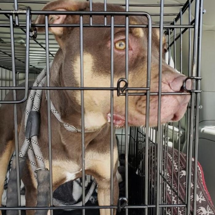 Enlarge Mookie, a Adoptable mixed breed in Newcastle, CA image 1/4