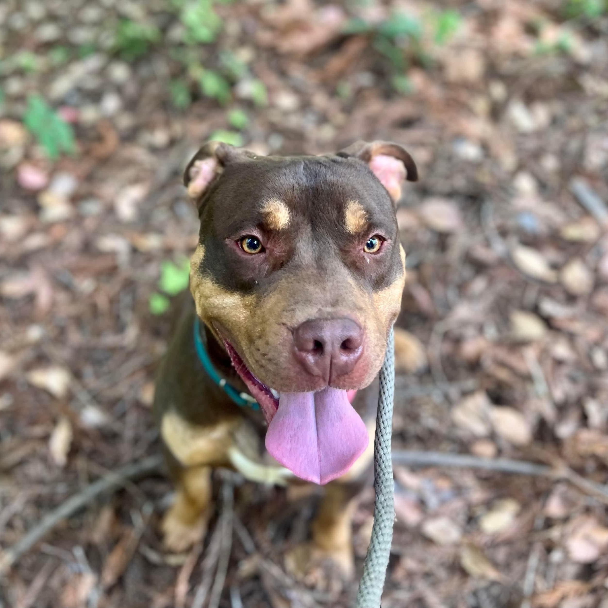 Mookie — thumbnail 2