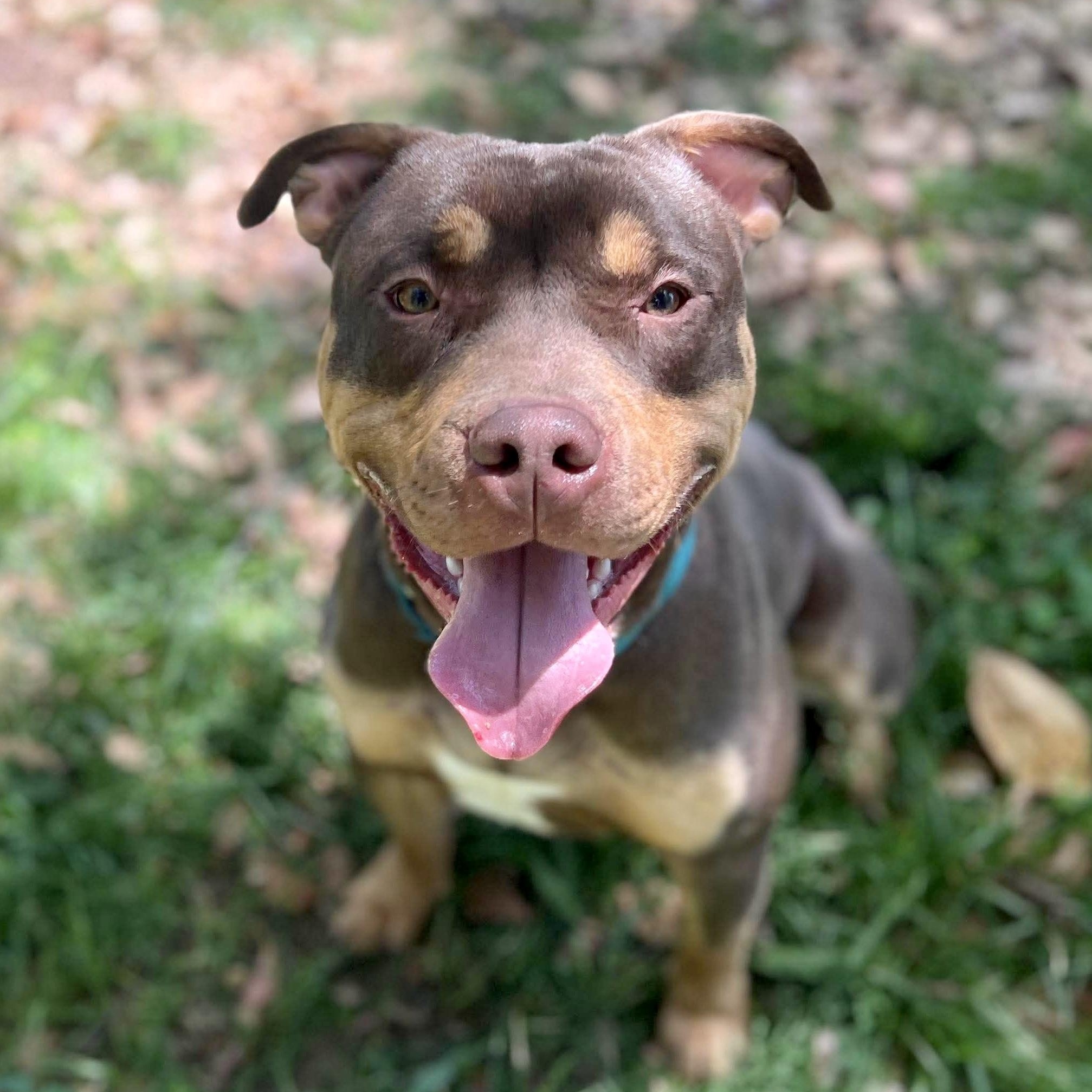 Enlarge Mookie, a Adoptable mixed breed in Newcastle, CA image 3/4