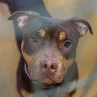 Enlarge Mookie, a Adoptable mixed breed in Newcastle, CA image 4/4