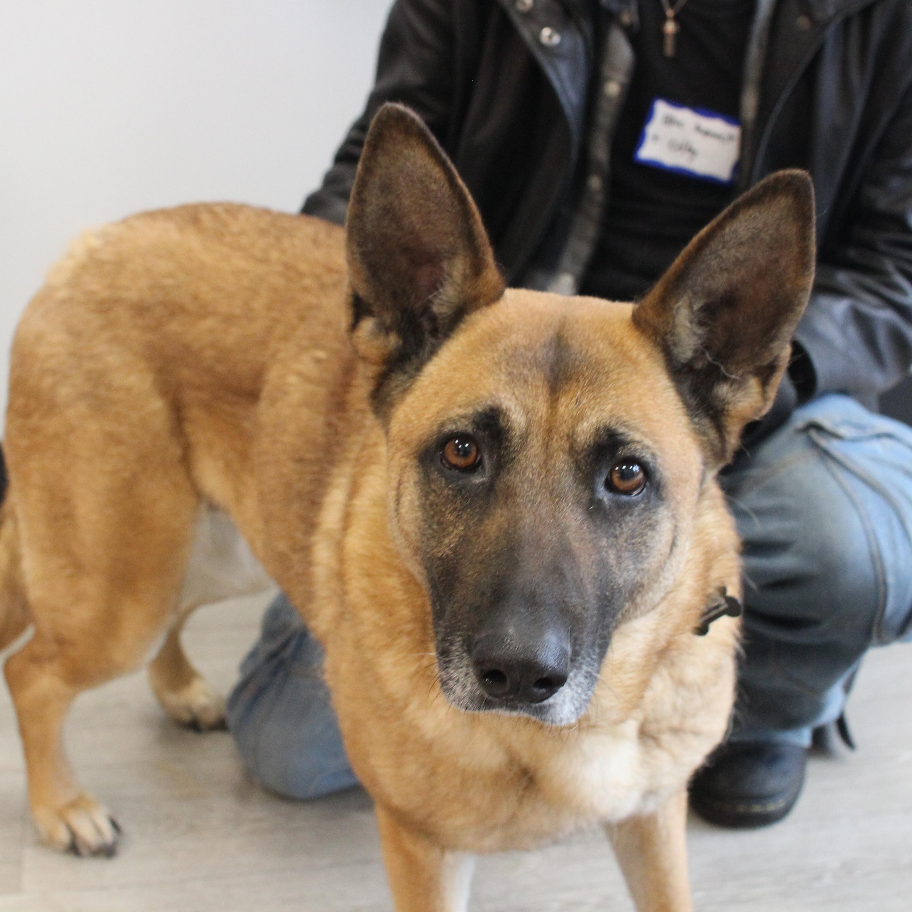 Bluebonnet, a Adoptable mixed breed image 5/6