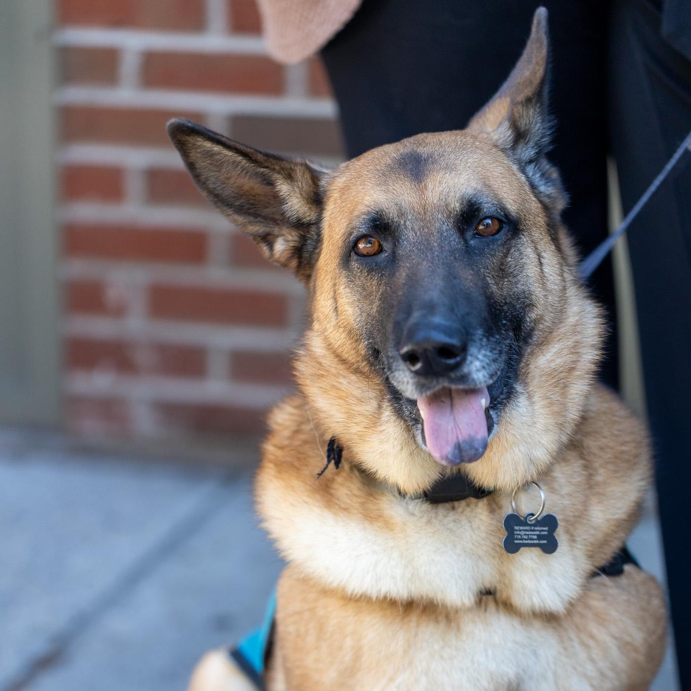 Bluebonnet, a Adoptable mixed breed image 3/6