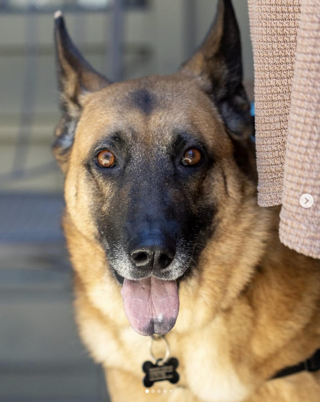 Bluebonnet, Adoptable, Senior Female Shepherd.