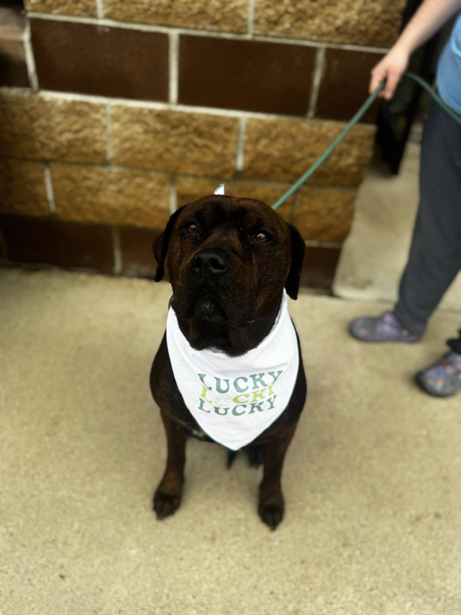 cornbread, ADOPTABLE, Adult Female Rottweiler & Pit Bull Terrier.