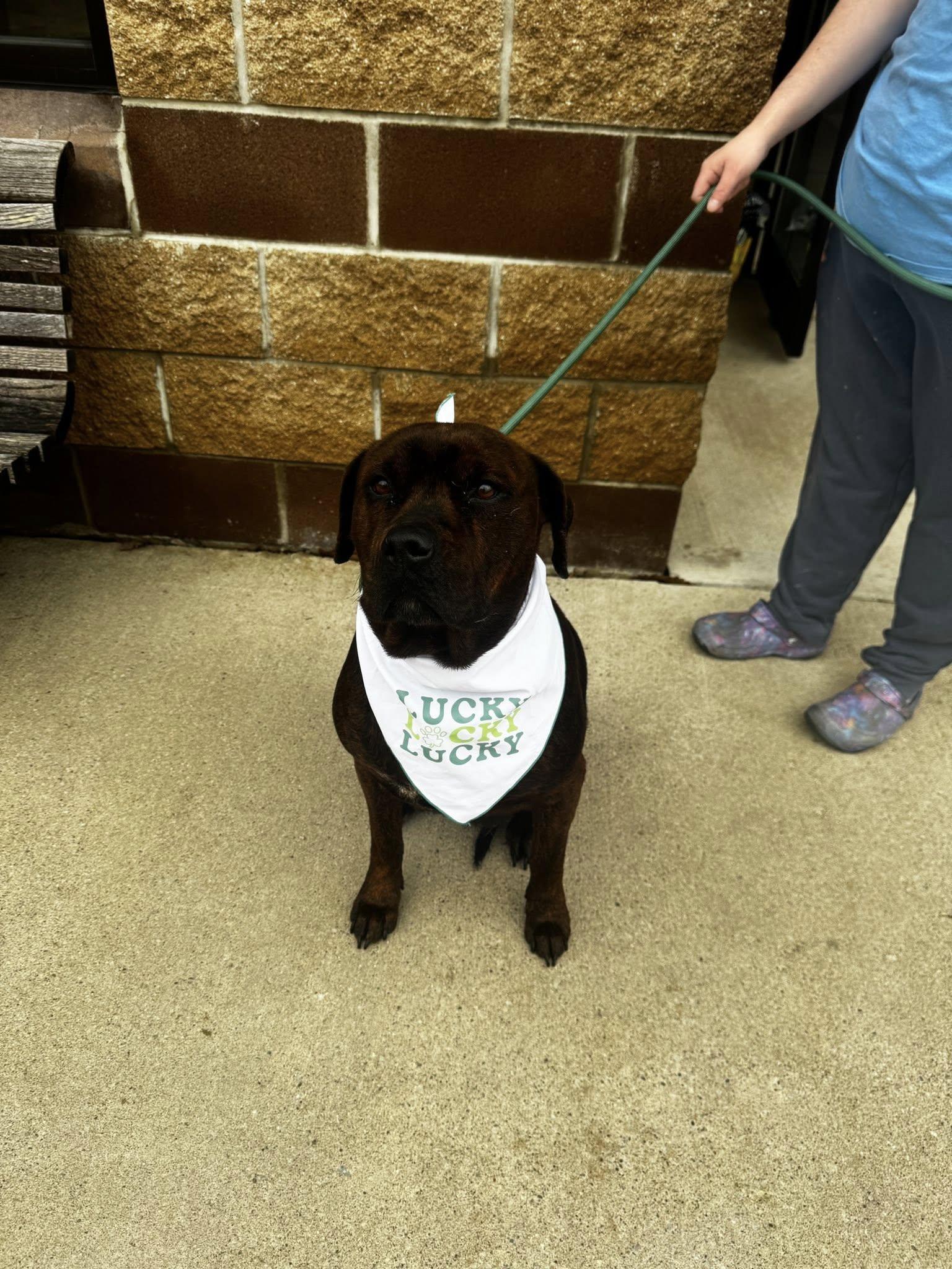 Enlarge cornbread, a ADOPTABLE mixed breed in MARION, IN image 3/5