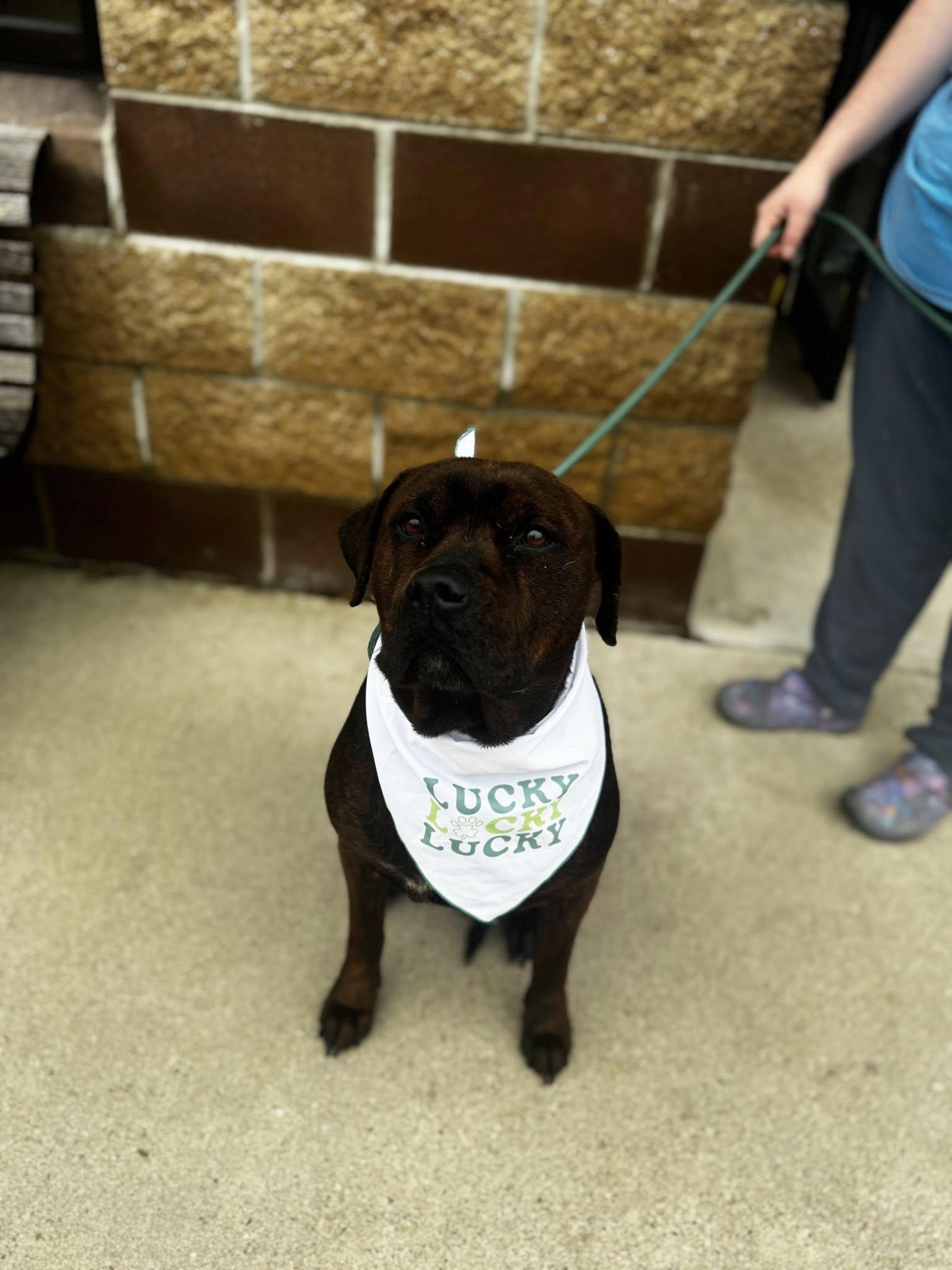 Enlarge cornbread, a ADOPTABLE mixed breed in MARION, IN image 2/5