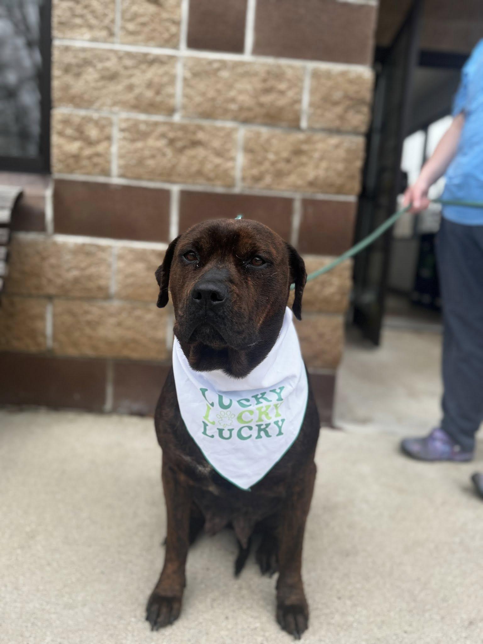 Enlarge cornbread, a ADOPTABLE mixed breed in MARION, IN image 5/5