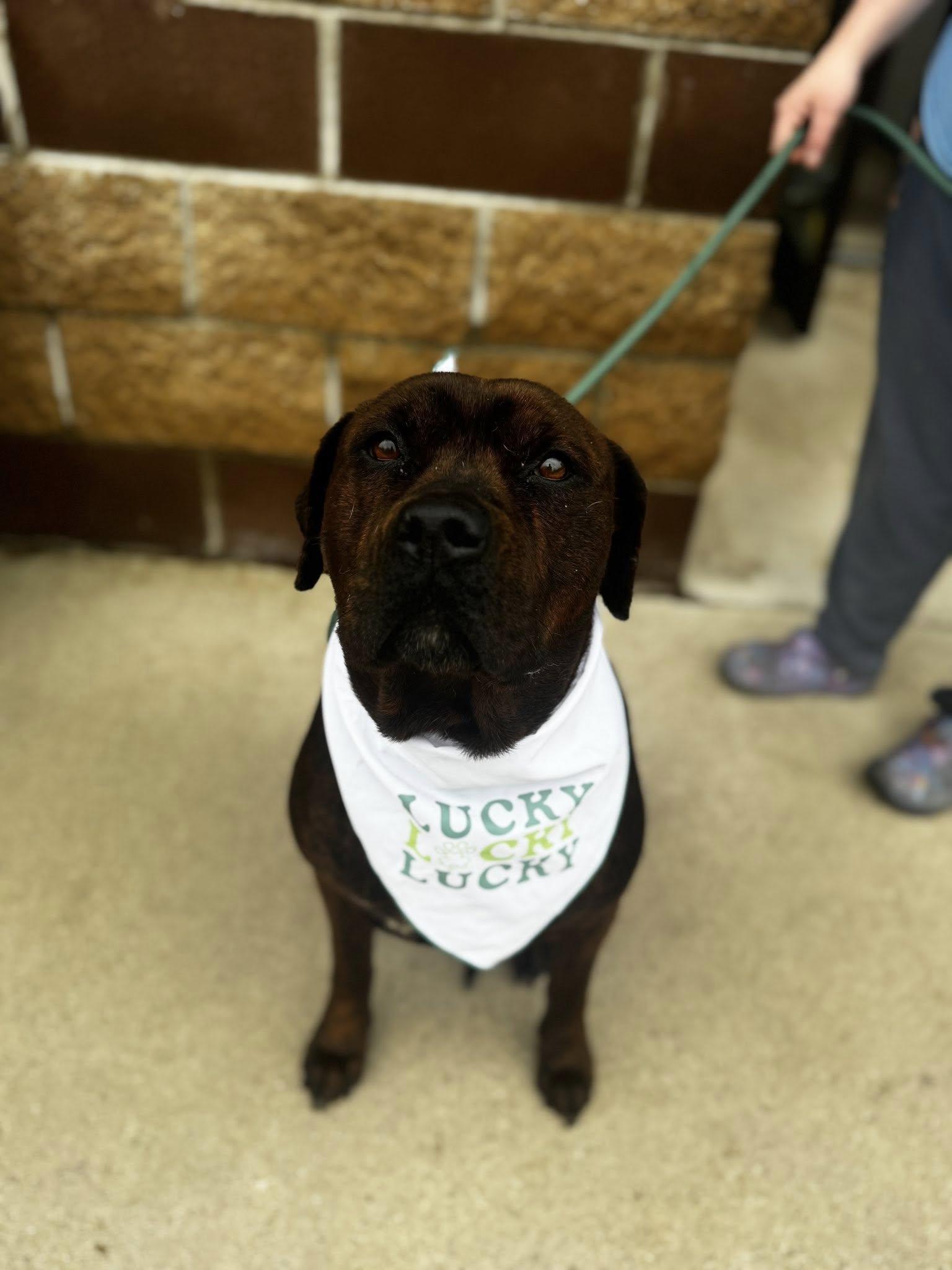 Enlarge cornbread, a ADOPTABLE mixed breed in MARION, IN image 4/5