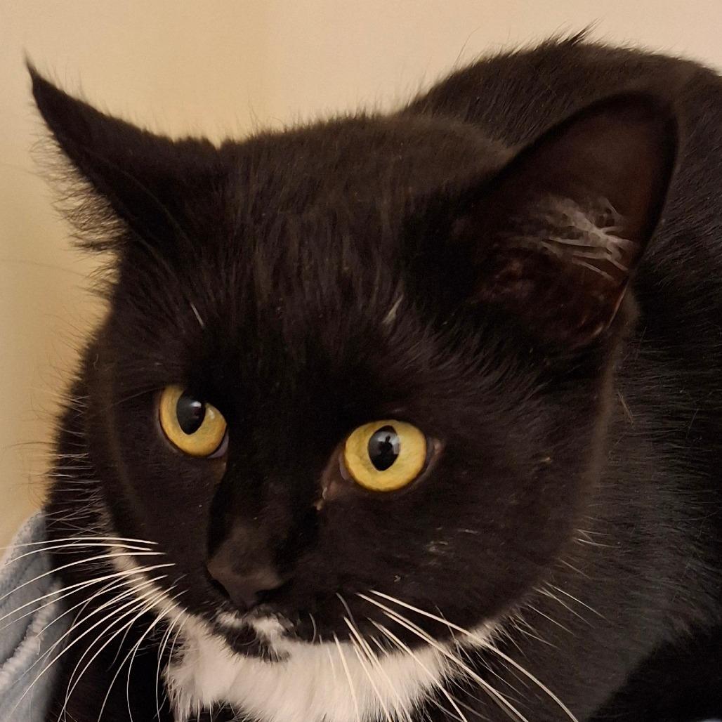 Enlarge Screech, a Adoptable Domestic Short Hair in Zanesville, OH image 1/1